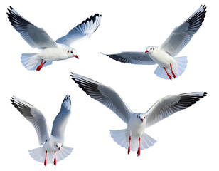 Obraz premium Four elegant white seabirds in various flight poses against a dark background, wings spread wide