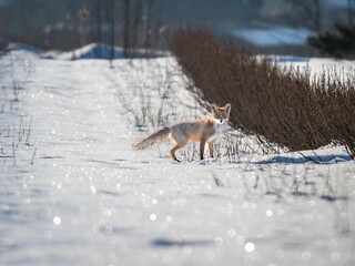 Common fox (Vulpes vulpes) in winter.