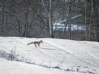 Common fox (Vulpes vulpes) in winter.