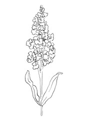 咲き誇るのストックの花の手描きの線画イラスト(透過PNG)