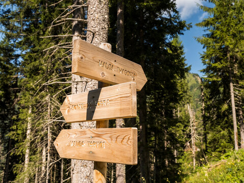 Wooden signpost in a forest with directions to "Malga Tragonia" and "Forni di Sopra". Tragonia hut,Forni di Sopra,Dolomites,Italy