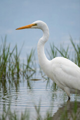Obraz premium A great egret stands gracefully in shallow water amidst reeds under a cloudy sky.
