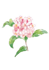 咲き誇るのジンチョウゲの花の手描きの水彩イラスト(透過PNG)