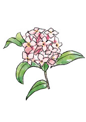 咲き誇るのジンチョウゲの花の手描きの線画と水彩イラスト(透過PNG)