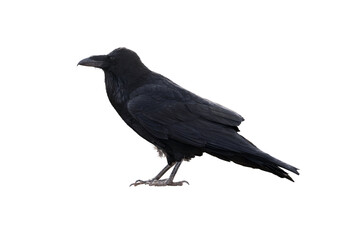 Naklejka premium Black Crow Raven Bird Isolated on Transparent Background
