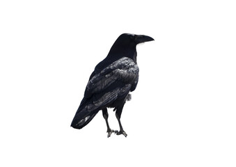 Naklejka premium Black Crow Raven Bird Isolated on Transparent Background