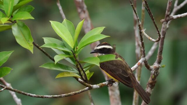A Rusty-margined Flycatcher (Myiozetetes cayanensis) seen from behind while perched on a branch, offering a natural and less common perspective of this tropical bird.
