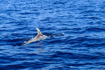 Obraz premium Beautiful Risso's dolphin (Grampus griseus) in the Atlantic ocean near Fuerteventura, Canary islands, Spain