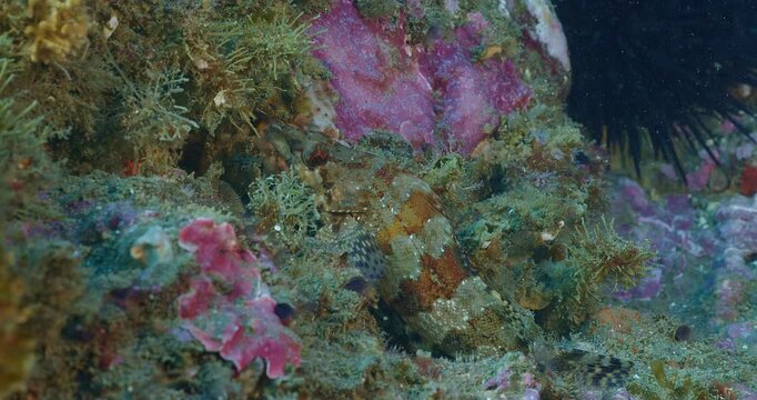 Painted greenling fish hiding on seabed.