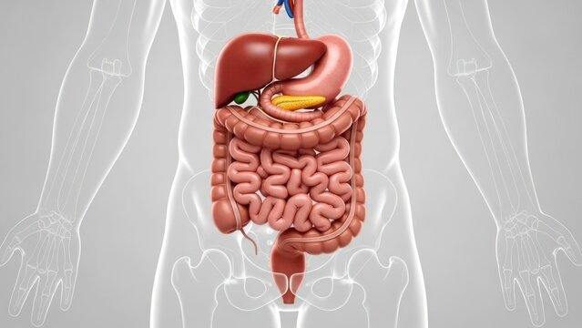 Digestive system