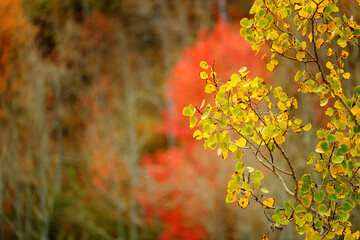 Obraz premium Aspen Tree Leaves in the Fall or Autumn Season in Front of Out o