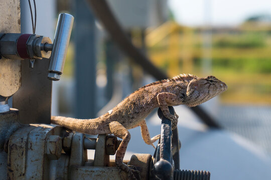 A lizard resting on industrial metal equipment under warm sunlight. The reptile is captured in a semi-urban environment, creating a strong contrast between wildlife and human-made structures, symboliz
