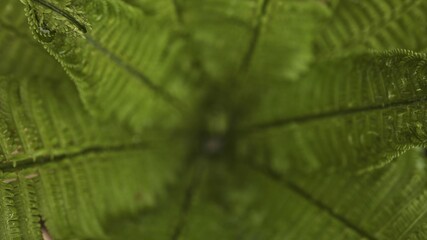 Close-up overhead view of a vibrant green fern unfurling its delicate fronds in a radial pattern