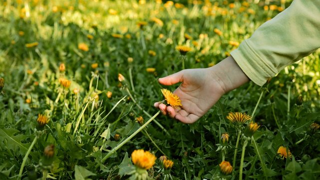 Child's hand gently picking a bright yellow dandelion flower in a sunlit meadow