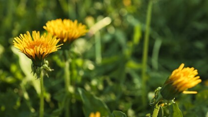 Close-up of bright yellow dandelions blooming in lush green grass during springtime © shine.graphics