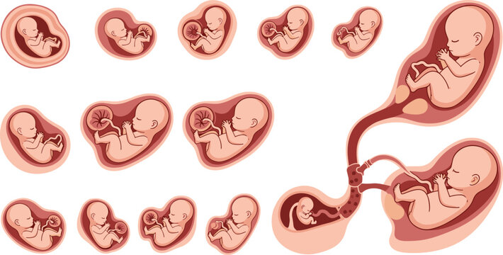 Human fetal development stages and embryo growth collection in womb with umbilical cord for medical education and pregnancy health flat vector illustration