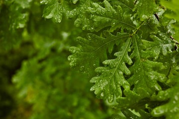 Close-up of wet green oak leaves after rain, showing water droplets on the surface