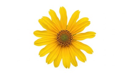 Naklejka premium Bright yellow flower isolated on white background