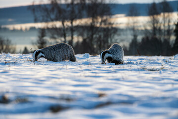 The European badger (Meles meles) pair is running together on snow. © Rudolf
