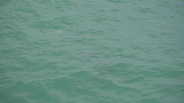 A family of four Hector's dolphins, which are the smallest dolphin species and only found around New Zealand coast, spotted swimming next to our whale watching cruise. a 4K video clip, New Zealand.