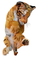 3D Rendering Tiger Cub on White © photosvac