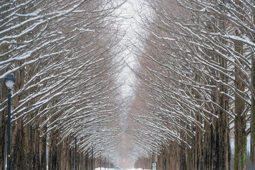 滋賀 メタセコイア並木の雪景色