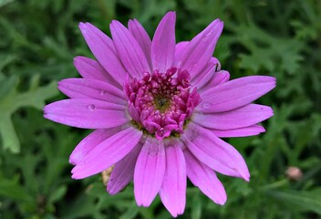 Obraz premium Beautiful pink flower close up. Macro Photo of the Argyranthemum frutescens blossom. Vancouver close-Up. Marguerite Daisy in Bloom. Garden Daisy. Pink flowers isolated for background.