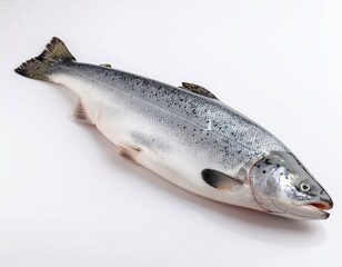 Fototapeta premium fresh raw salmon fish