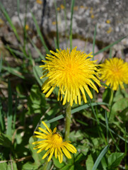 L&ouml;wenzahnbl&uuml;te vor alter Mauer