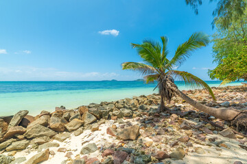 Tropical Beach with Stones, Horizontal Palm, Turquoise Calm Sea, and Blue Sky