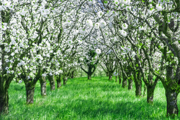 Bl&uuml;hende Kirschb&auml;ume in einem Obstgarten