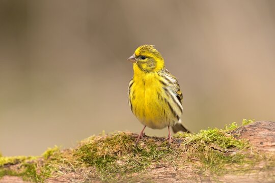 European serin Serinus serinus bird songbird wildlife nature predator cock o the north, beautiful animal mountain finch, animal, bird watching ornithology, flower bud fauna wildlife Europe