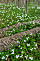 588-94 Trillium Forest