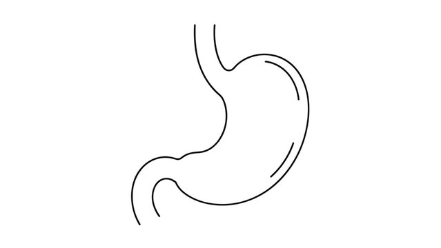 Simple black and white line drawing illustrates a human stomach on a plain background for medical education, healthcare diagrams, and biological study.