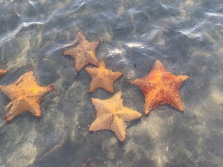 Starfish in shallow clear seawater with sunlit ripples