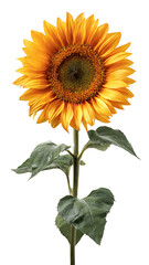 Naklejka premium Beautiful Sunflower Isolated on White Background: Vibrant Floral Stock Photo