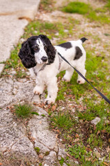 Black and white puppy spaniel sniffing grass on a green field