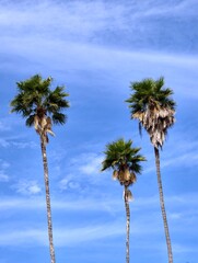 Fototapeta premium Palmeras alts con fondo azul