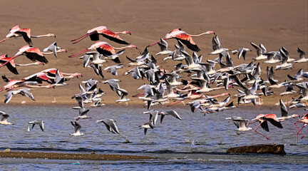 flock of flamingos