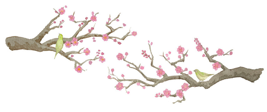 Watercolor Japanese plum blossom branches (Ume) with cute bush warblers for traditional spring design.-300dpi-