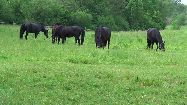 Pferde grasen auf der Koppel. Idyllische Sommer Wiese f&uuml;r Rentner Pferde