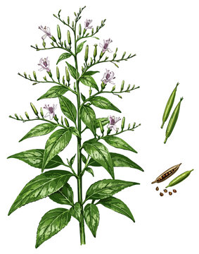 Andrographis paniculata illustration art