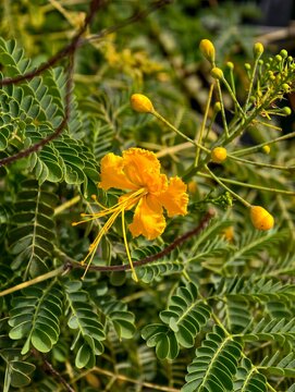 Primer plano de una flor de Tabach&iacute;n enano amarillo (Caesalpinia pulcherrima) en plena floraci&oacute;n, mostrando sus largos estambres y follaje plumoso verde bajo la luz del sol