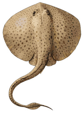 Urogymnus polylepis illustration art