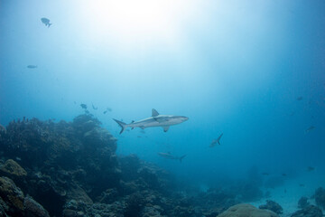 Fototapeta premium Sharks swim through coral reefs in Palau providing opportunities for conservation efforts and research