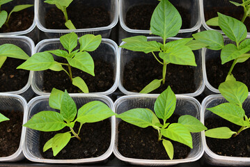 Young Green Seedlings of bell pepper are Growing in Small Plastic Pots top view