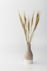 Wheat stalks in a simple vase on a white background with soft lighting