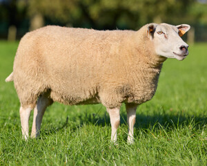 Obraz premium A happy sheep stands in a lush green pasture under the sun. This healthy farm animal with light wool and a white face looks content.