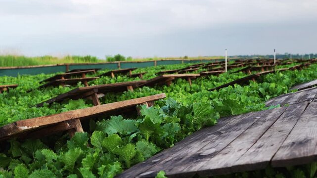 Snail farm with wooden shelters on a lush green field for heliciculture food production, demonstrating a commercial breeding operation for edible snails under a cloudy sky