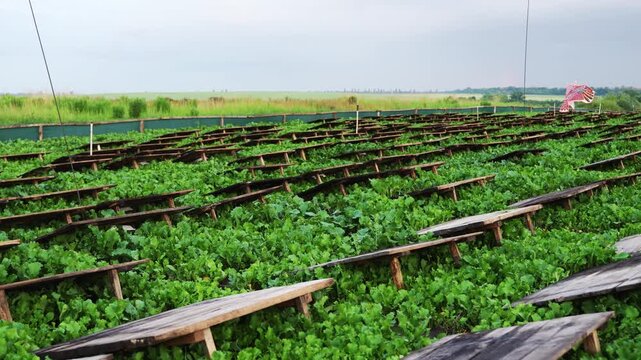 Rows of wooden shelters covering lush green vegetation on a large snail farm, a modern heliciculture enterprise where agricultural workers tend to the edible gastropod crop